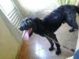 Jake