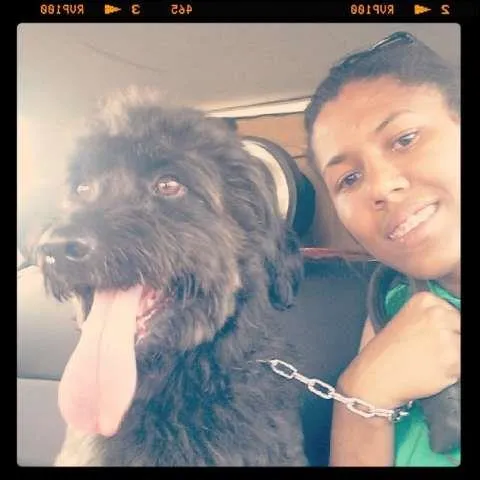 Cachorro ra a SRD idade 5 anos nome Jake