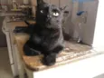 Felix