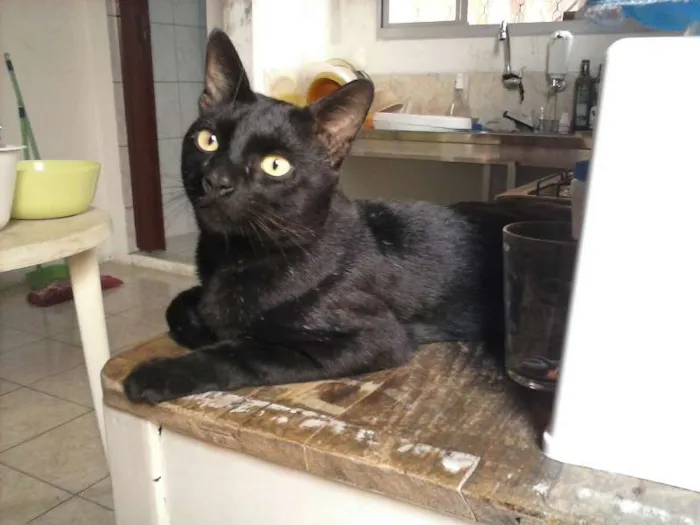 Gato ra a Viral-lata com muito orgulho idade 2 anos nome Felix