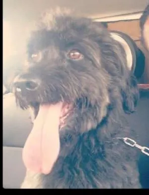 Cachorro raça SRD idade 5 anos nome Jake