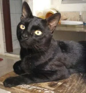 Gato raça Viral-lata com muito orgulho idade 2 anos nome Felix