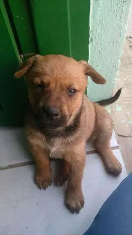 Cachorro ra a Mestiço de Pintcher idade Abaixo de 2 meses nome SEM NOME