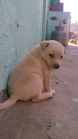 Cachorro ra a Mestiço de Pintcher idade Abaixo de 2 meses nome SEM NOME