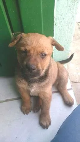 Cachorro ra a Mestiço de Pintcher idade Abaixo de 2 meses nome SEM NOME