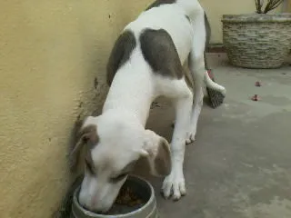 Cachorro raça SRD idade 1 ano nome BETHOWEN
