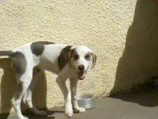 Cachorro raça SRD idade 1 ano nome BETHOWEN