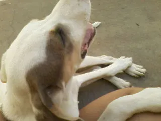 Cachorro raça SRD idade 1 ano nome BETHOWEN