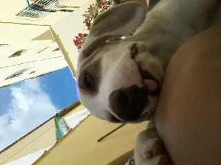 Cachorro raça SRD idade 1 ano nome BETHOWEN