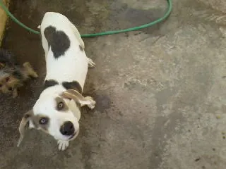 Cachorro raça SRD idade 1 ano nome BETHOWEN