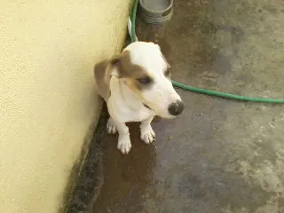 Cachorro raça SRD idade 1 ano nome BETHOWEN
