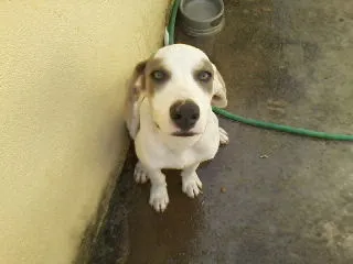 Cachorro raça SRD idade 1 ano nome BETHOWEN