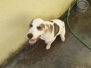 Cachorro raça SRD idade 1 ano nome BETHOWEN