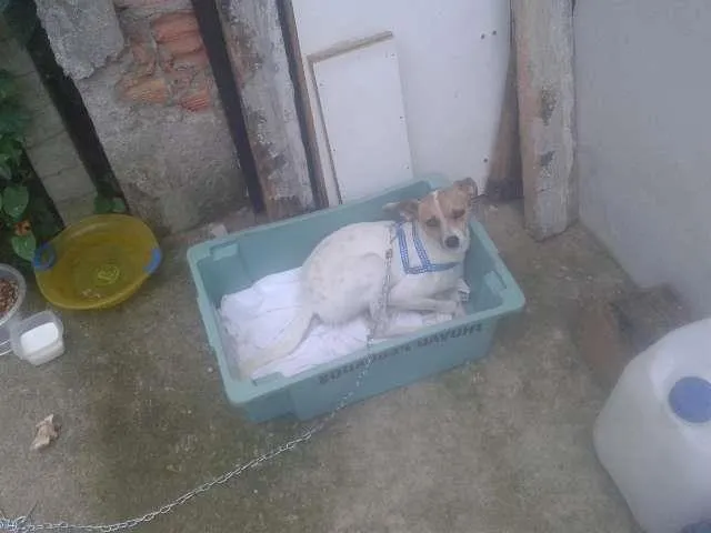Cachorro ra a Fox Terrier idade 7 a 11 meses nome Alfinete