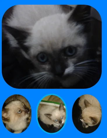 Gato ra a Siamês idade Abaixo de 2 meses nome Lilo