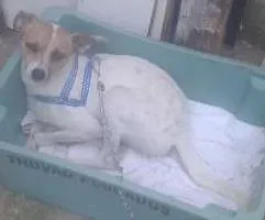 Cachorro ra a Fox Terrier idade 7 a 11 meses nome Alfinete