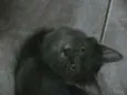 Babi