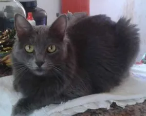 Gato raça SRD idade 1 ano nome Babi