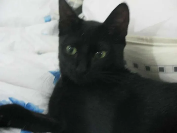 Gato ra a SRD idade 1 ano nome Margo