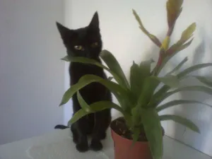 Gato raça SRD idade 1 ano nome Margo