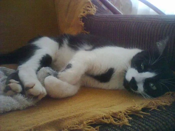 Gato ra a SRD idade 3 anos nome CHICA