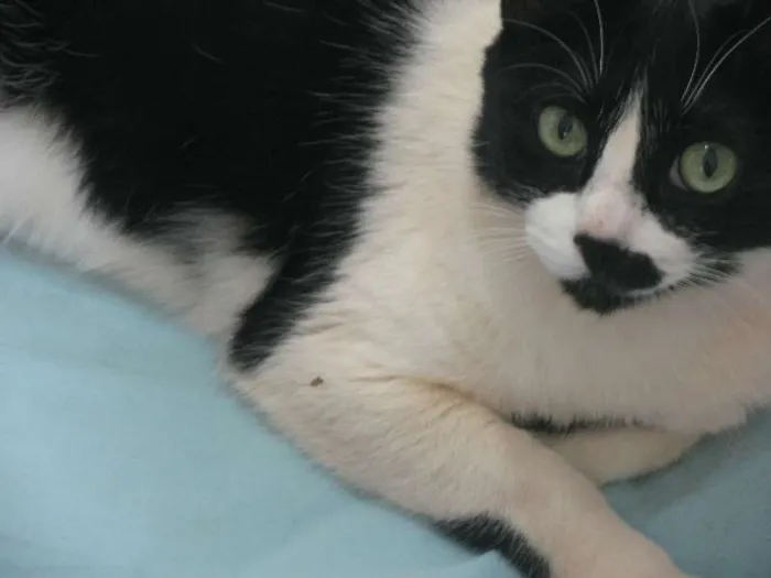 Gato ra a SRD idade 3 anos nome CHICA