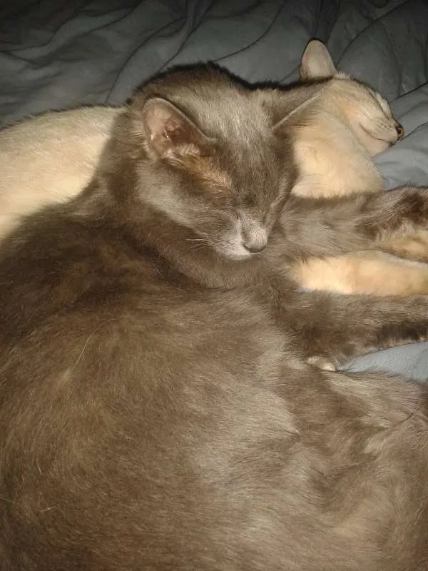 Gato ra a SRD idade 1 ano nome Babi