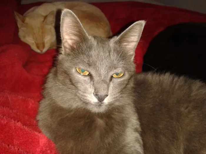 Gato ra a SRD idade 1 ano nome Babi