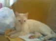 Pastel