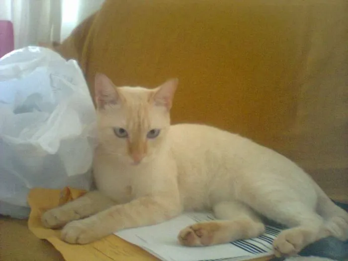 Gato ra a SRD idade 2 anos nome Pastel