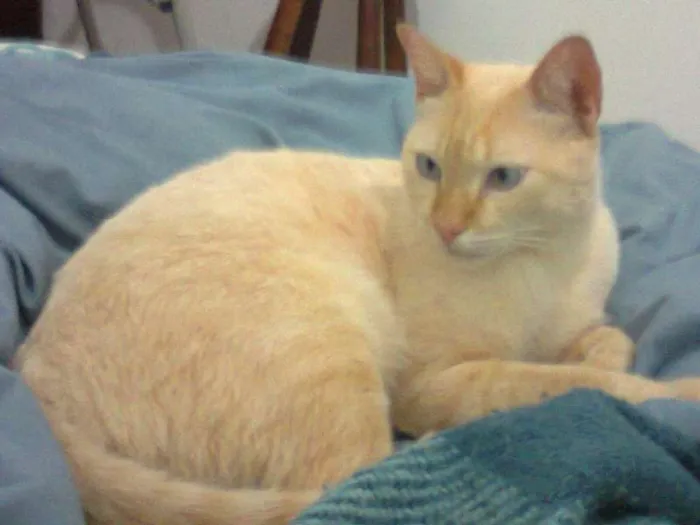 Gato ra a SRD idade 2 anos nome Pastel