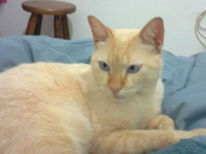 Gato ra a SRD idade 2 anos nome Pastel