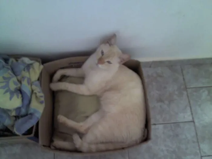 Gato ra a SRD idade 2 anos nome Pastel