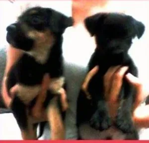 Cachorro raça SRD idade 2 a 6 meses nome CÃEZINHOS