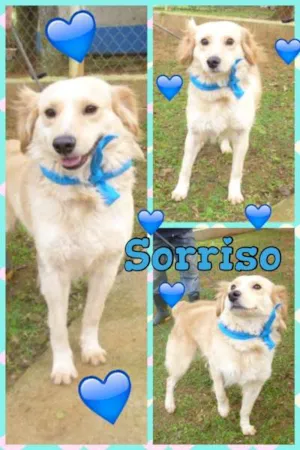 Cachorro raça SRD idade  nome SORRISO