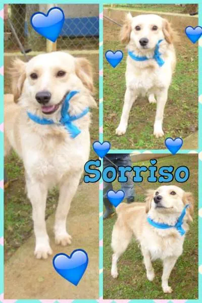 Cachorro ra a SRD idade  nome SORRISO