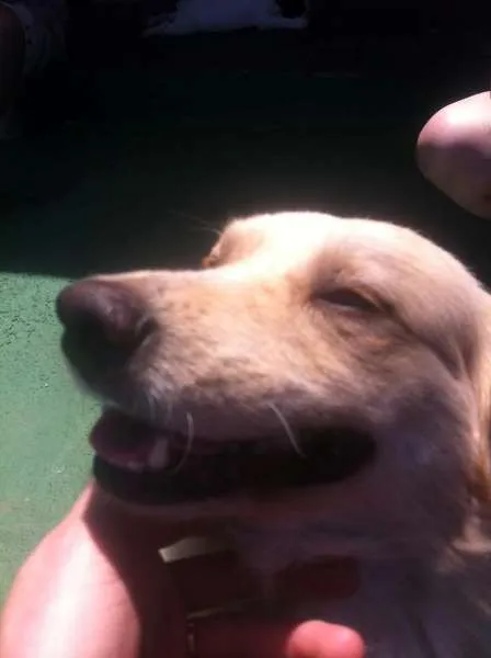 Cachorro ra a SRD idade  nome SORRISO
