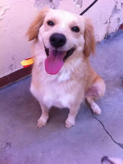 Cachorro ra a SRD idade  nome SORRISO