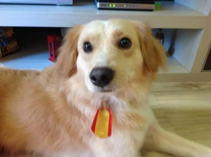 Cachorro ra a SRD idade  nome SORRISO