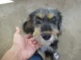 KIKA