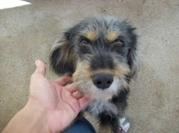 Cachorro ra a SRD idade 6 ou mais anos nome KIKA