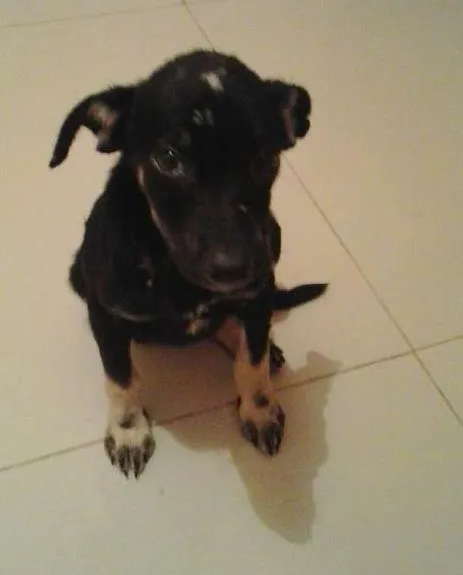 Cachorro ra a SRD idade 2 a 6 meses nome Tigrão