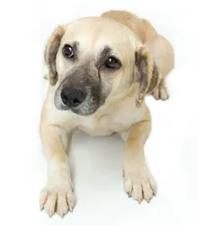 Cachorro raça SRD idade 1 ano nome LUZ