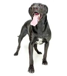 Cachorro ra a SRD idade 3 anos nome SAMANTA
