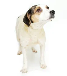 Cachorro raça SRD idade 4 anos nome SOPHIA