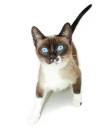Gato ra a SIAMÊS idade 1 ano nome AZUL CELESTE