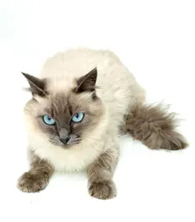 Gato ra a SIAMÊS idade 1 ano nome BLUE EYES