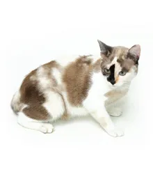 Gato ra a SRD idade 2 anos nome DORA