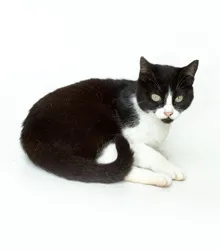 Gato raça SRD idade 1 ano nome DOROTI