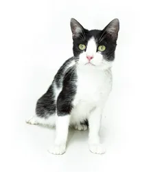 Gato raça SRD idade 1 ano nome JERRY